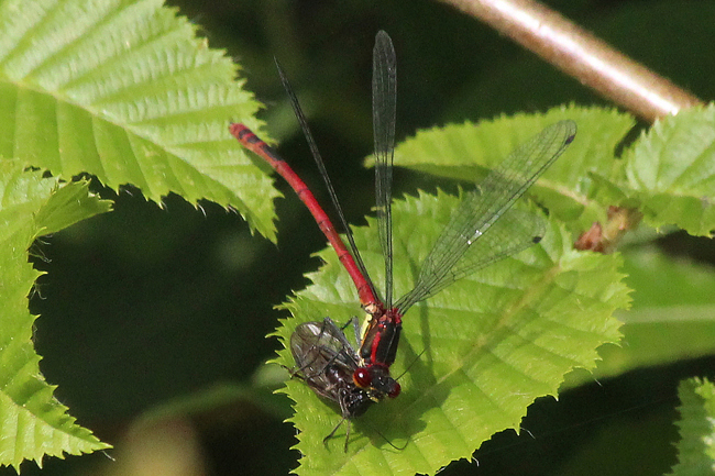 Pyrrhosoma nymphula ♂, E02 Ronshausen, Nausisquelle und Teiche, 19.06.12, A. Werner