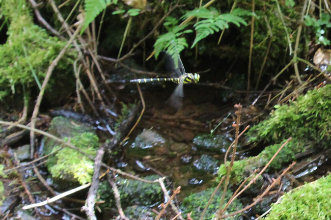 Cordulegaster bidentata ♂, D29.1 Lüdersdorf, Lüderbachquelle (FFH Gebiet), 17.07.15-3, A. Werner