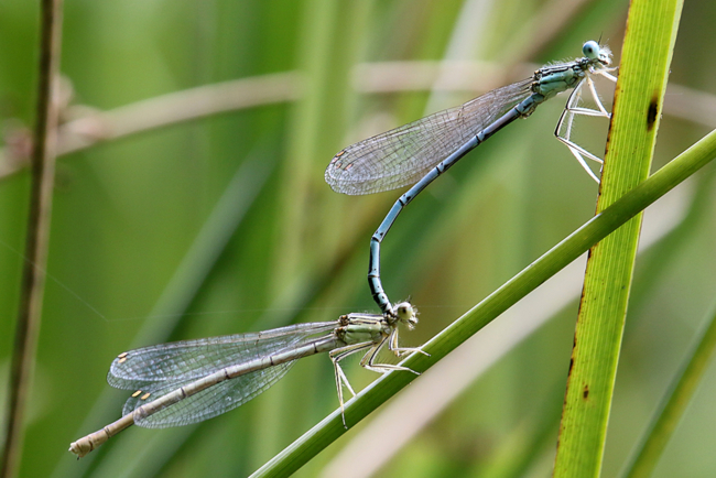 Platycnemis pennipes, Paar, D21 Lüdersdorf, Lehmbachtal (Fischteiche), 16.08.14, A. Werner (1) (1) (1)