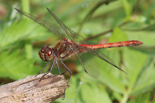 Sympetrum striolatum ♂, D13 NSG Ulfewiesen bei Weiterode, (gestalteter Weiher), 14.09.14, A. Werner