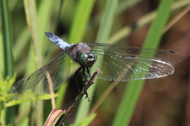 Orthetrum cancellatum ♂, D18 Weiterode, Rallenteich Im Nausisgrund, 27.07.13, A. Werner