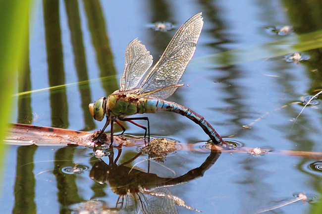 Anax imperator ♀ Eiablage D10 NSG Alte Fulda bei Blankenheim, 07.07.12, A. Werner