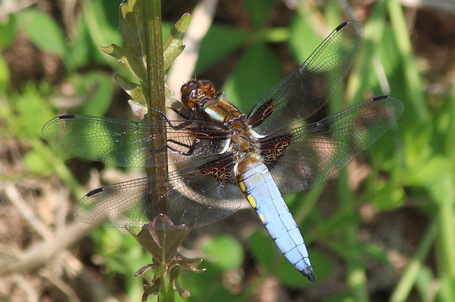 Libellula depressa ♂, D05 Blankenheim, Fuldaaue (Seitengerinne), 28.05.12-1, A. Werner