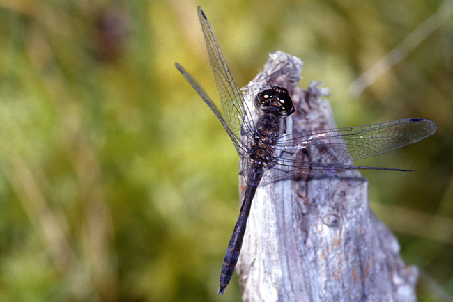 Sympetrum danae ♂, D01 Bebra, gestaltetes Gartenmoor (Fuldaaue), 00.08.1989, A. Werner