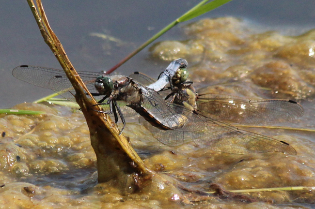 Orthetrum cancellatum Paar, D02 Bebra, Fuldaaue (gestaltete Kleingewässer), 08.07.13, A. Werner