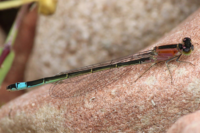 Ischnura elegans ♀ rosarot, D05 Blankenheim, Fuldaaue (Seitengerinne), 07.08.11, A. Werner