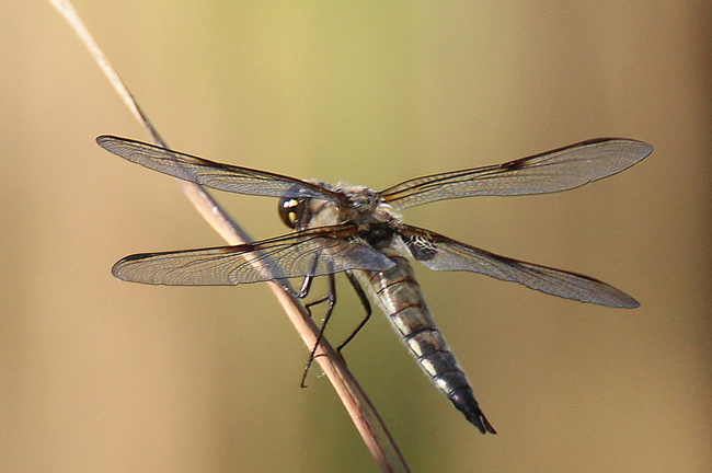 Libellula quadrimaculata, ad., D13 NSG Ulfewiesen bei Weiterode, 28.06.11, A. Werner