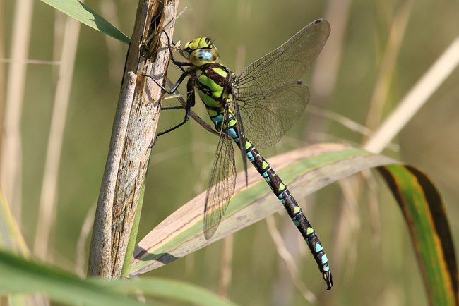 Blaugrüne Mosaikjungfer ♂, D13 NSG Ulfewiesen bei Weiterode (Weiher Birkenhof), 14.09.14, A. Werner