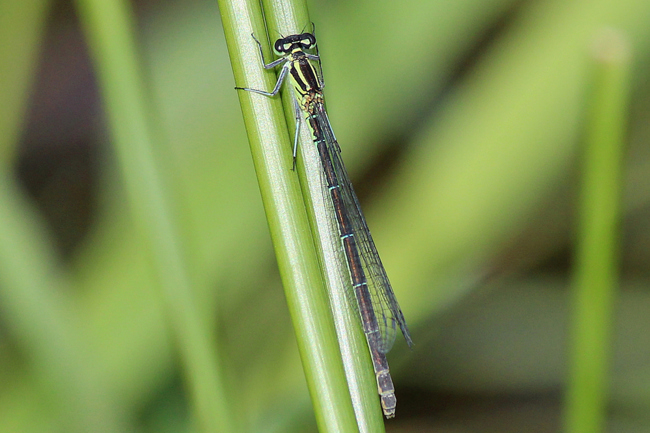 Coenagrion puella ♀, D05 Blankenheim Fuldaaue (Seitengerinne), 10.06.12, A. Werner