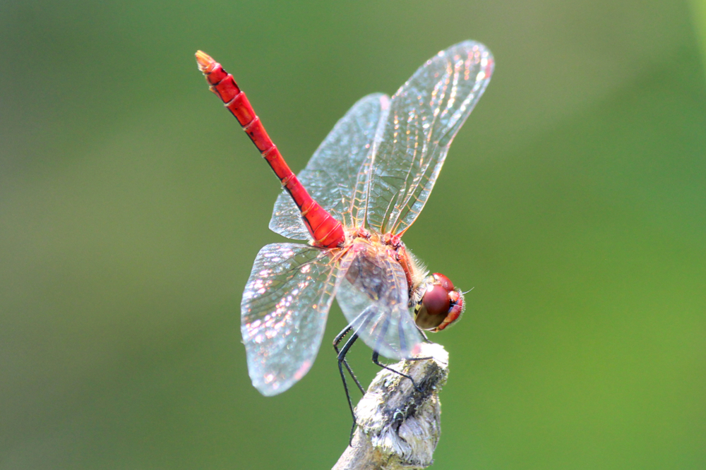 Sympetrum sanguineum, D13 NSG Ulfewiesen bei Weiterode, gestalteter Weiher, 27.07.13, A. Werner