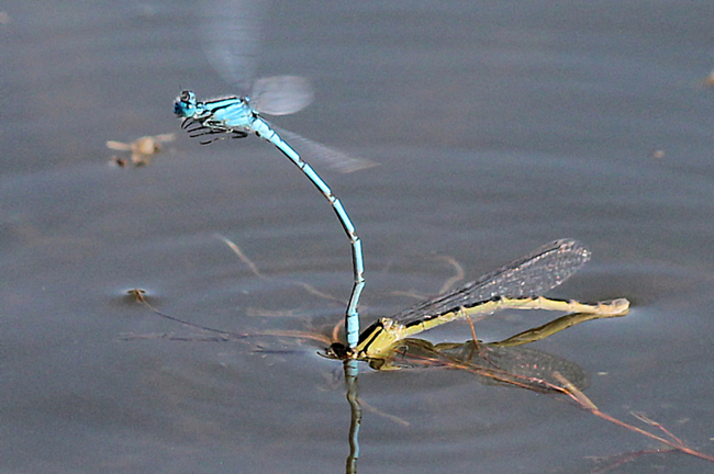 Enallagma cyathigerum Paar Eiablage, ♀ oliv, D03 Bebra, Großer Kiessee, 04.09.12, A. Werner