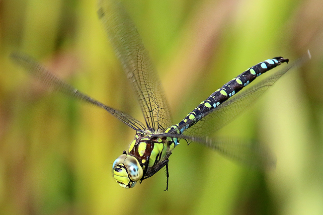 Aeshna cyanea ♂, B01 Atzelrode, Kleingewässer, 28.09.14, 1 A. Werner