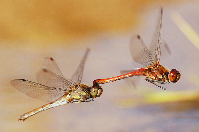 Sympetrum striolatum Paar, H01 Friedewald (Steinbruchgewässer), 01.10.12, H. Eigenbrod