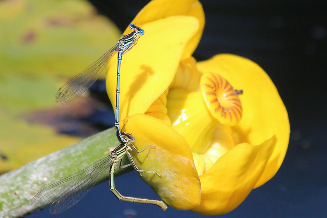 Platycnemis pennipes Paar Eiablage, I04 NSG Alte Fulda bei Asbach, 18.06.12, A. Werner