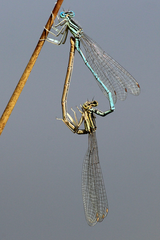 Platycnemis pennipes Paar, D21 Lüdersdorf, Lehmbachtal (Fischteiche), 18.08.12, A. Werner