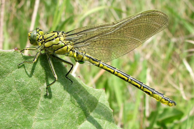 Gomphus pulchellus ♂, A09 Niederellenbach, Abbaugewässer (Gips), 22.05.08, G. Koska