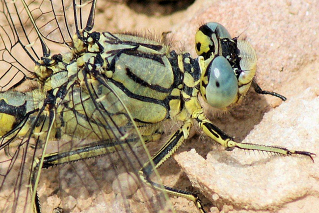 Gomphus pulchellus, D03 Bebra, Großer Kiessee, 04.07.12, H. Schreier