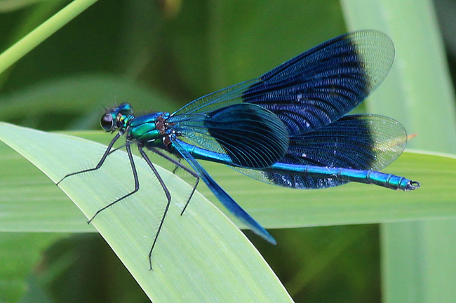 Calopteryx splendens ♂, F05 Meckbach, Die Nassen Wiesen, 15.07.12, A. Werner