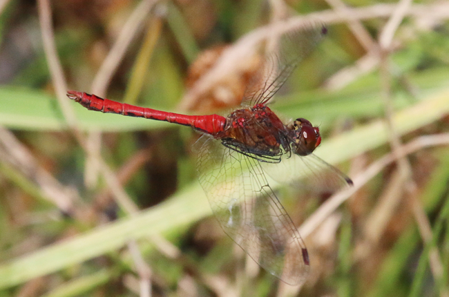 Sympetrum sanguineum ♂, im Flug, F06 Meckbach, Fuldasumpfwiesen, 27.08.14, A. Werner