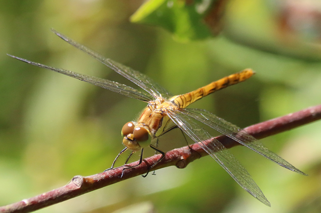 Sympetrum striolatum ♀immat., D02 Bebra, Fuldaaue (gestaltete Kleingewässer), 03.07.14, A. Werner