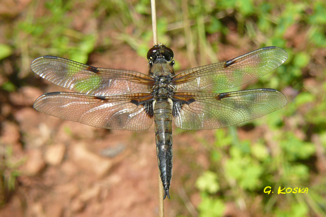 Libellula quadrimaculata ♂, I12 Kathus Breitzbachtal Waldtümpel, 22.07.12, G. Koska