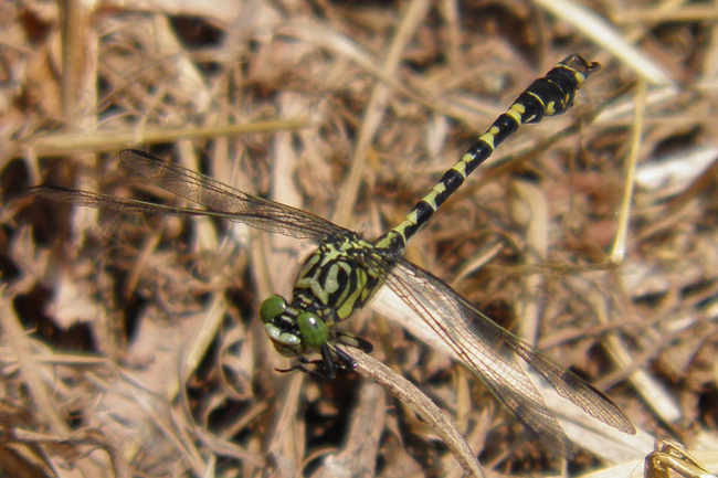 Onychogomphus forcipatus ♂, B06+06.1 NSG Im Sand bei Rotenburg (ehemaliges Kiesabbaugewässer), 12.07.13, H. Suchland