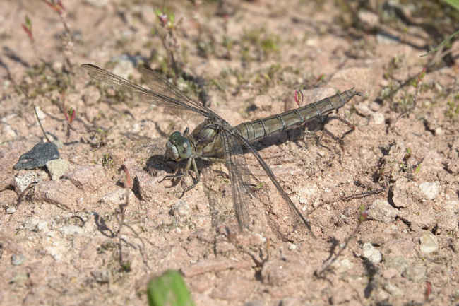 Orthetrum brunneum ♀ alt, D33 Bebra, Kiesabbau Finkenroth, 08.09.21, A. Werner