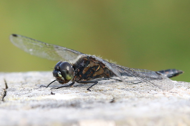 Sympetrum danae ♂, ad., Beleg der LB, F05 Meckbach, Grabenstau, 05.10.14, A. Werner