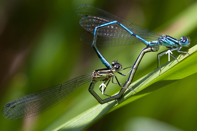 Coenagrion puella Paar ♀ grünlich beide mit Milbenbefall, 03.06.10, M. Kreisel