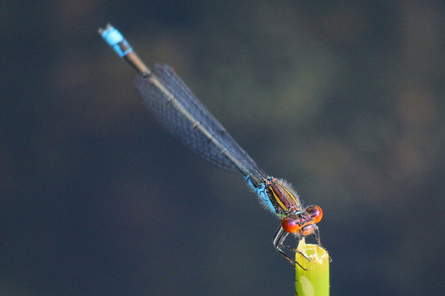 Erythromma viridulum ♂, D13 NSG Ulfewiesen bei Weiterode (gestalteter Weiher), 18.07.12, A. Werner