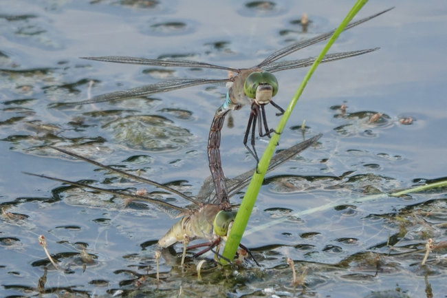 Anax parthenope, Paar Eiablage, D33 Bebra Finkenroth. 05.07.22-5, A. Werner