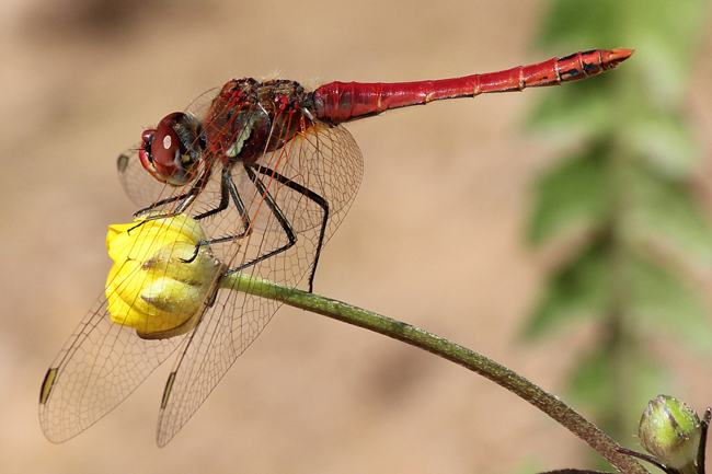 Sympetrum fonscolombii ♂, D02 Bebra, Fuldaaue (gestaltete Kleingewässer), 20.05.12-2, A. Werner