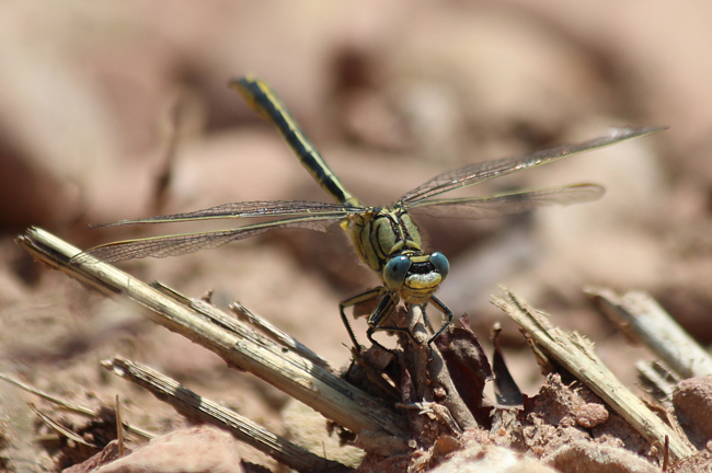 Gomphus pulchellus ♂, D03.1 Bebra Kiesgruben Nr. 3, 08.07.12, A. Werner