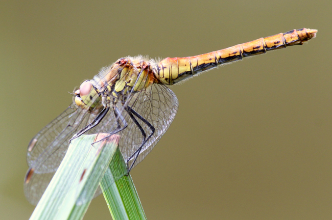 Sympetrum sanguineum ♀, D18 Weiterode Rallenteich im Nausisgrund, 31.07.12, A. Werner