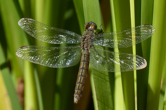 Orthetrum brunneum ♀, J06 Hattenbach (Kleingewässer ehemalige Tongrube), 16.08.13-1, G. Koska