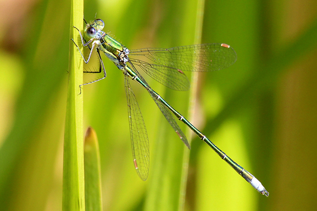 Lestes virens ♂, A06 Hergershausen, (gestaltete Kleingewässer in ehemaliger Tongrube), 14.09.12, A. Werner