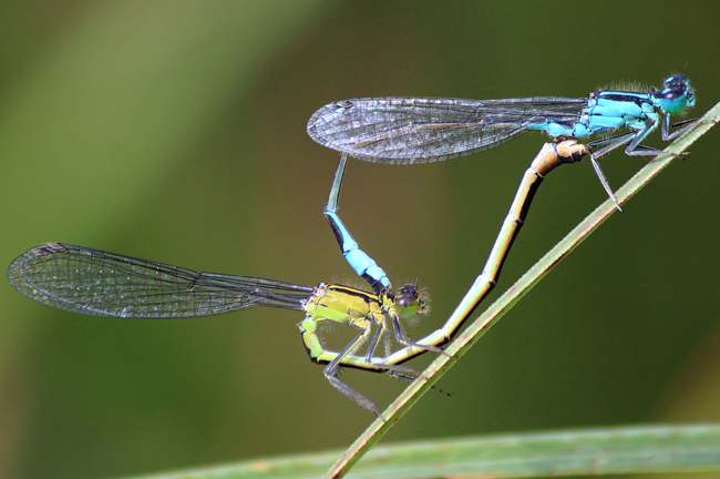 Ischnura elegans Paar, ♀ gelbgrün, D18 Weiterode Rallenteiche im Nausisgrund, 31.07.12, A. Werner