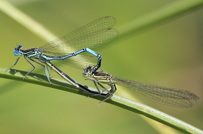 Platycnemis pennipes Paar, I04 NSG Alte Fulda bei Asbach, 18.06.12, A. Werner