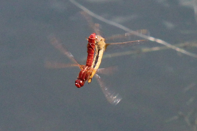 Crocothemis erythraea Paar, B05 Lispenhausen, Kiesgruben, 18.06.16, A. Werner