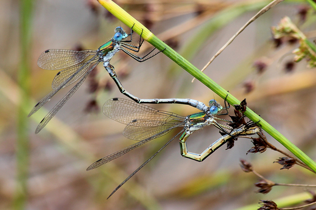 Lestes dryas, Paar, A06 Hergershausen, (ehemalige Tongrube), 29.07.13, A. Werner