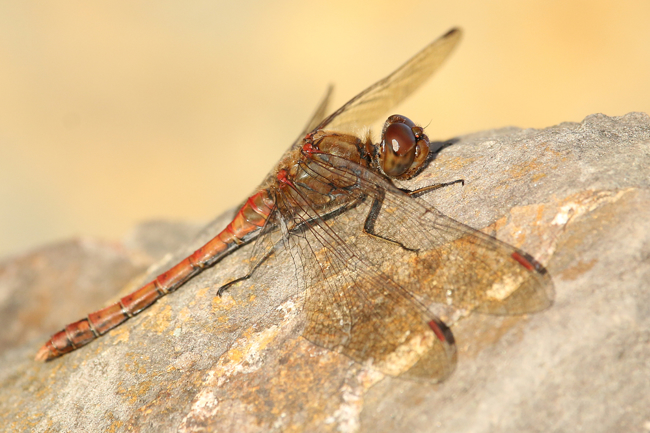 Sympetrum striolatum ♂ Beleg LB, D03.1 Bebra, Kiesgruben Nr. 1, 23.11.14, A. Werner