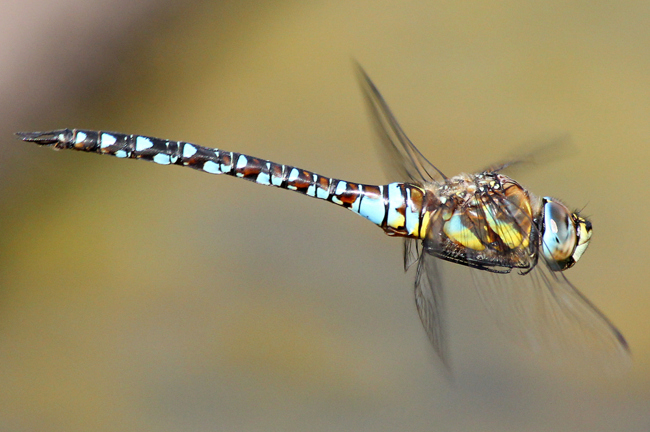 Aeshna mixta ♂, D03.1 Bebra, Kiesgruben Nr. 1, 27.08.12, A. Werner