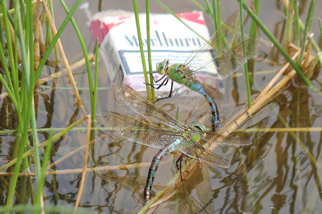 Anax imperator ♀♀ Eiablage, D03 Bebra, Kiesgruben Nr. 3, 24.07.13, A. Werner