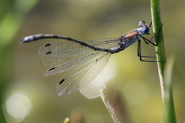 Lestes sponsa, ♂, D10 NSG Alte Fulda bei Blankenheim, (Flutmulde), 14.08.13, A. Werner