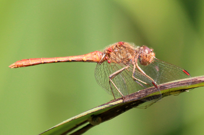 Sympetrum meridionale ♂, F10 Rohrbach, Rodersgraben (Fischteich), 30.08.13-2, A. Werner