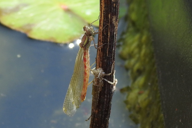 Pyrrhosoma nymphula jung, B24 Dankerode, Gartenteich, 22.05.23 S. Brehm