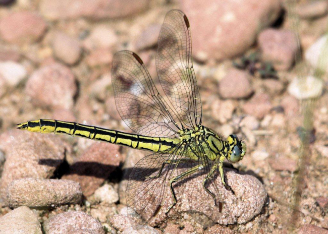 Gomphus pulchellus ♀ Beleg EB, D10 NSG Alte Fulda bei Blankenheim, 29.04.10, H. Schreier