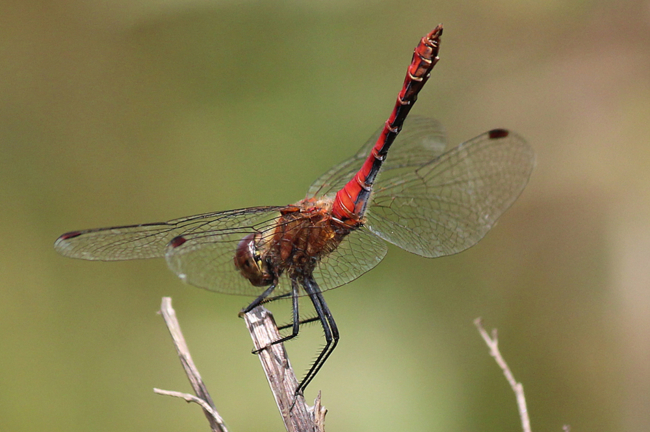 Sympetrum sanguineum ♂, NSG Alte Fulda bei Blankenheim, 21.08. 12-3, A. Werner