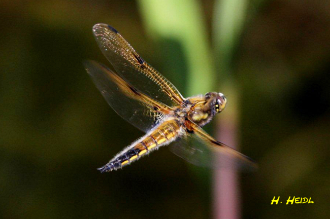 Libellula quadrimaculata ♂, L01 Kirchheim Gartenteich, 26.05.2012, H. Heidl