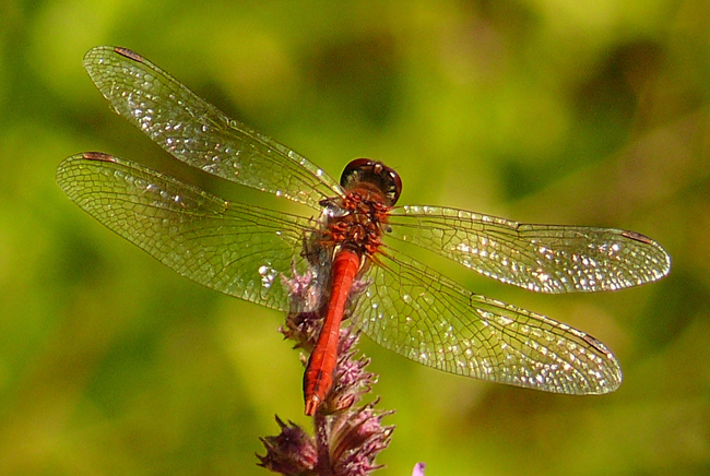 Sympetrum sanguineum ♂, J04 Kleba, Brüchen (gestaltete Kleingewässer), 18.08.12, H. Glebe